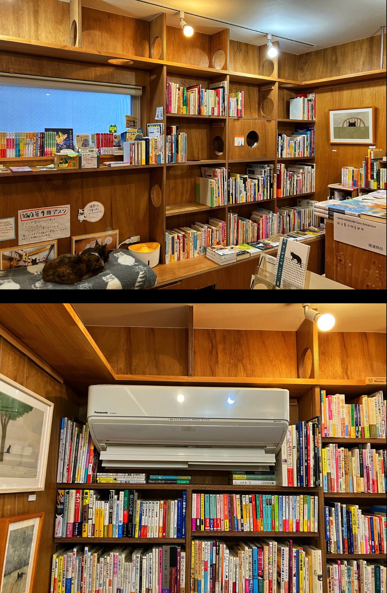 猫社会学、はじめます