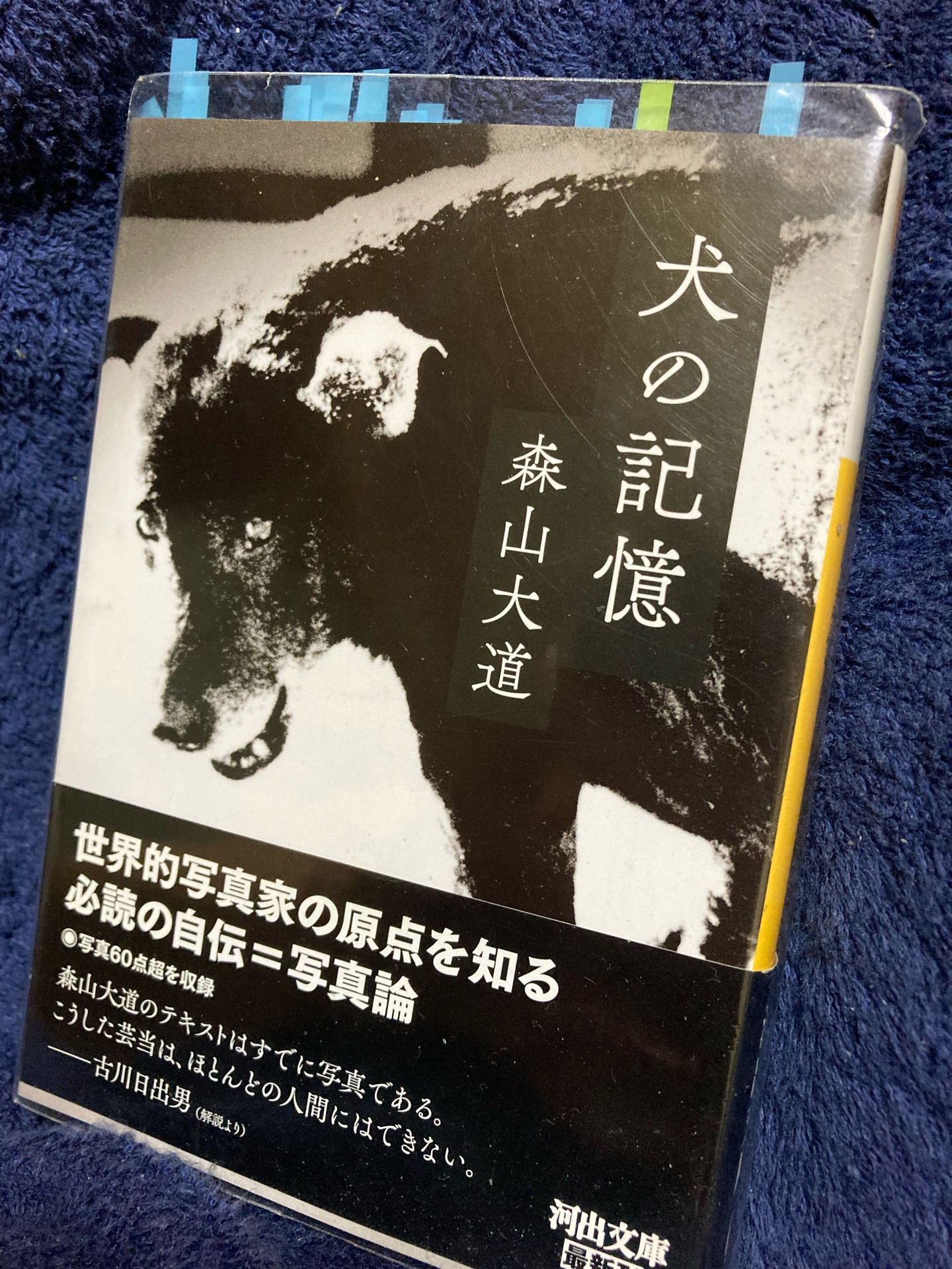 犬の記憶