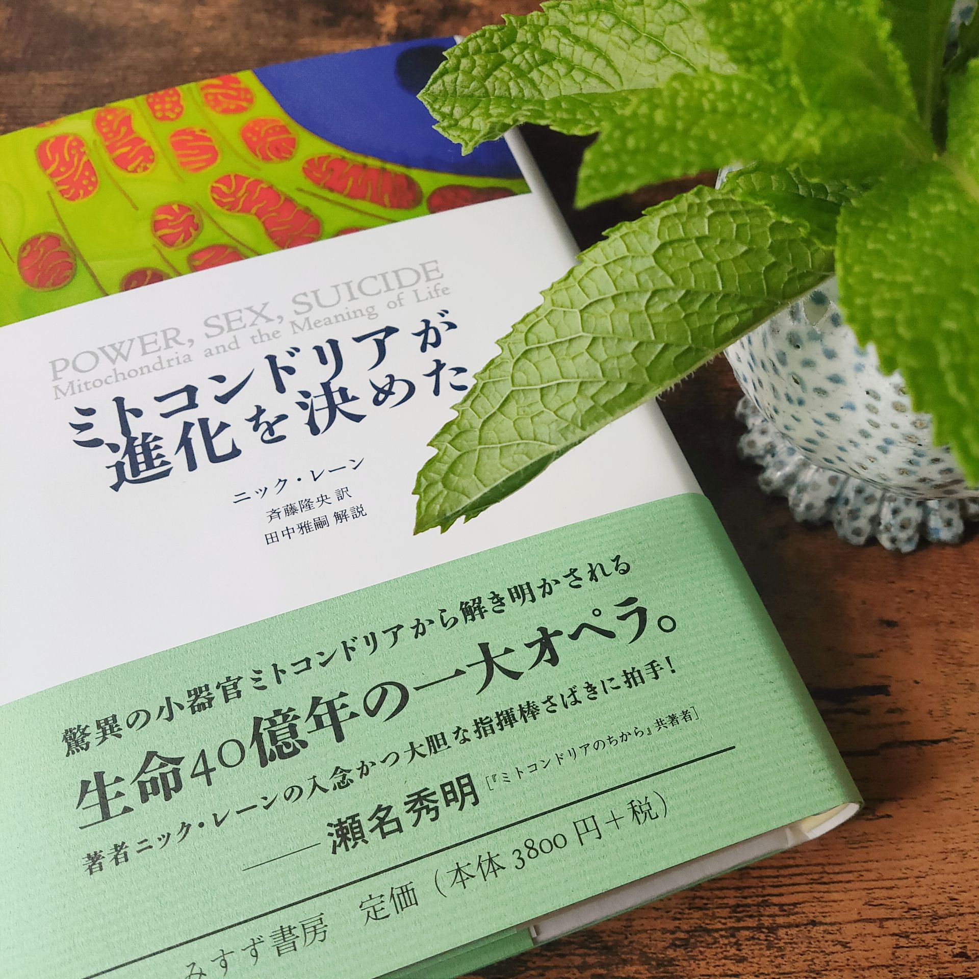ミトコンドリアが進化を決めた