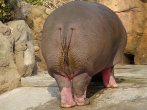 カバに会う: 日本全国河馬めぐり
