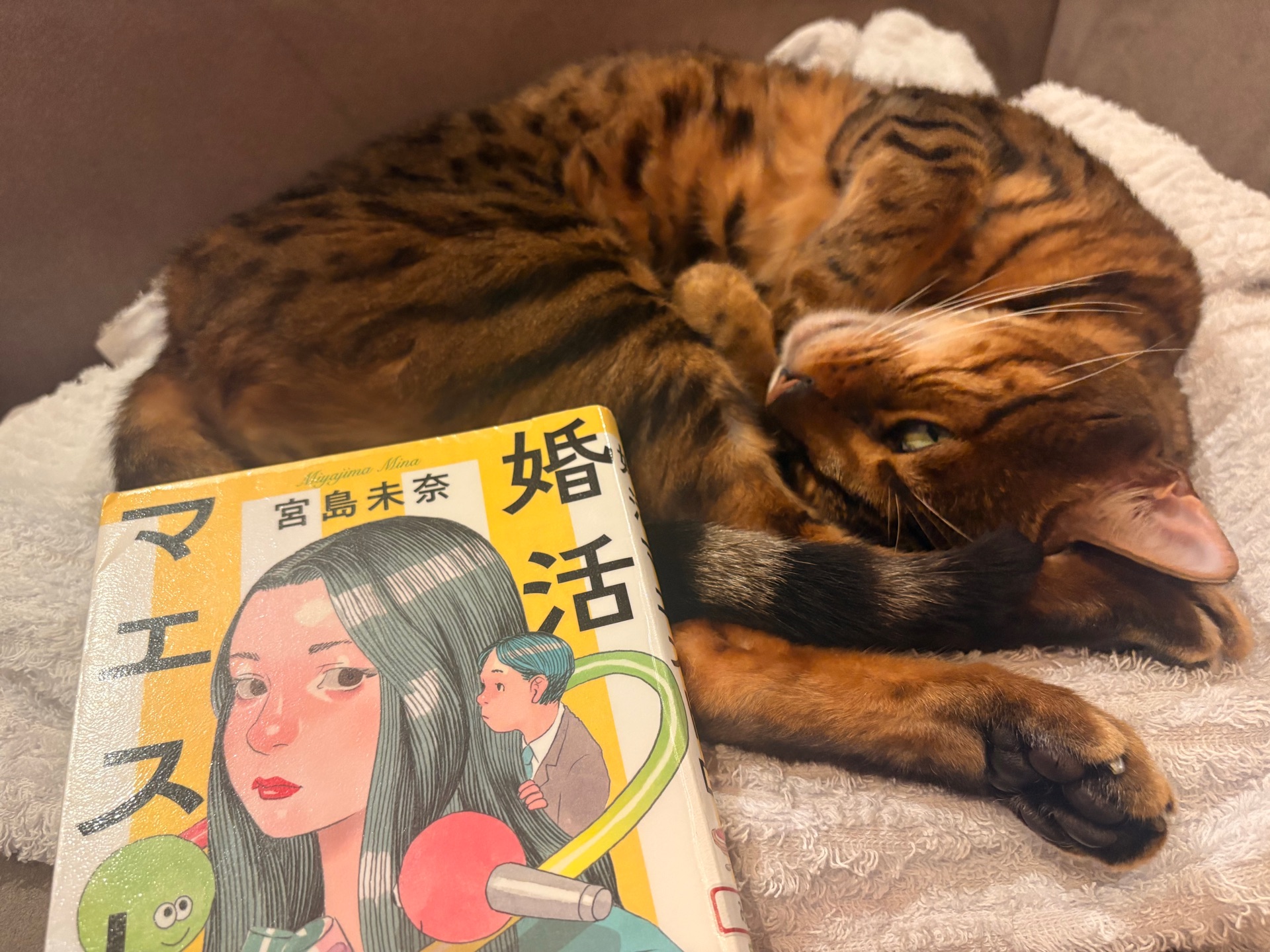 婚活マエストロ