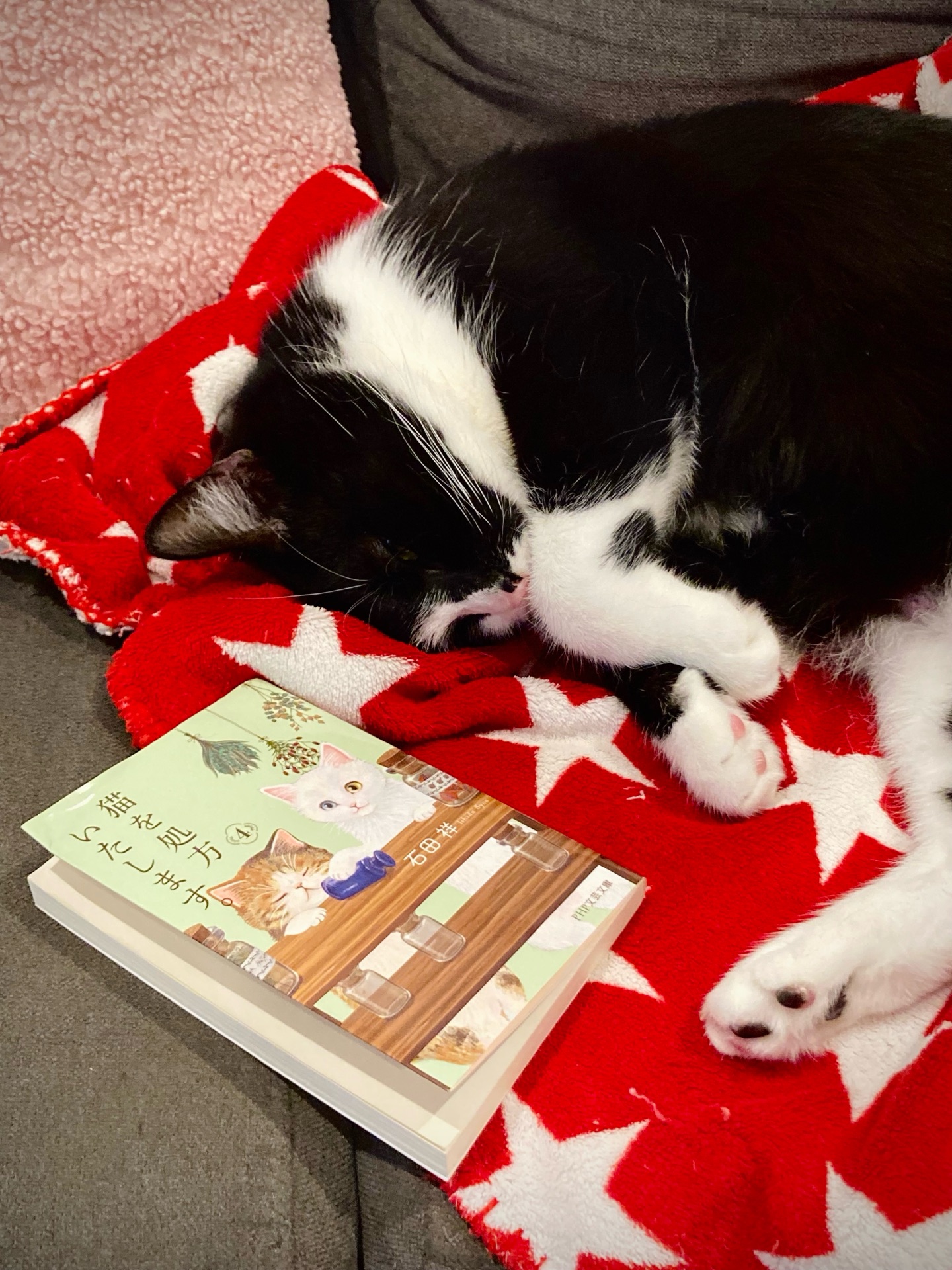 猫を処方いたします。4