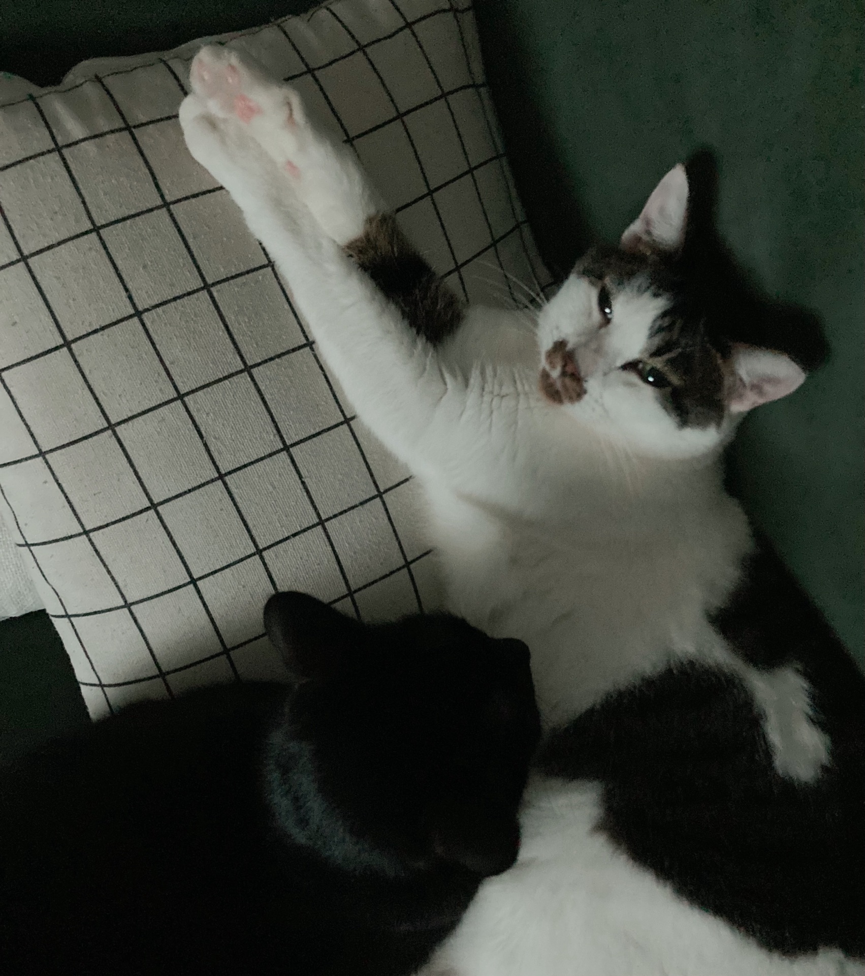 ドン・キホーテ　前篇1