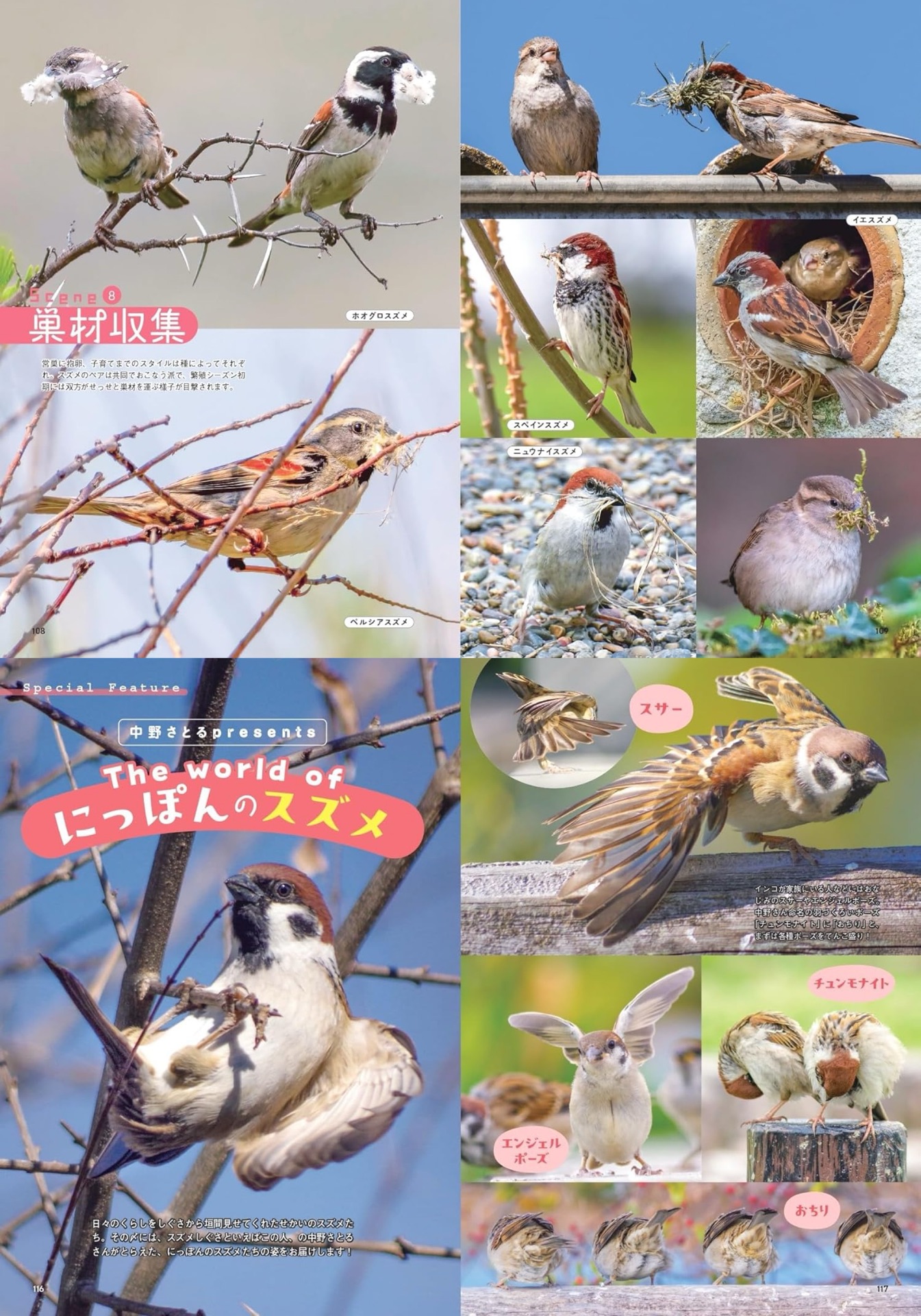 せかいのスズメ