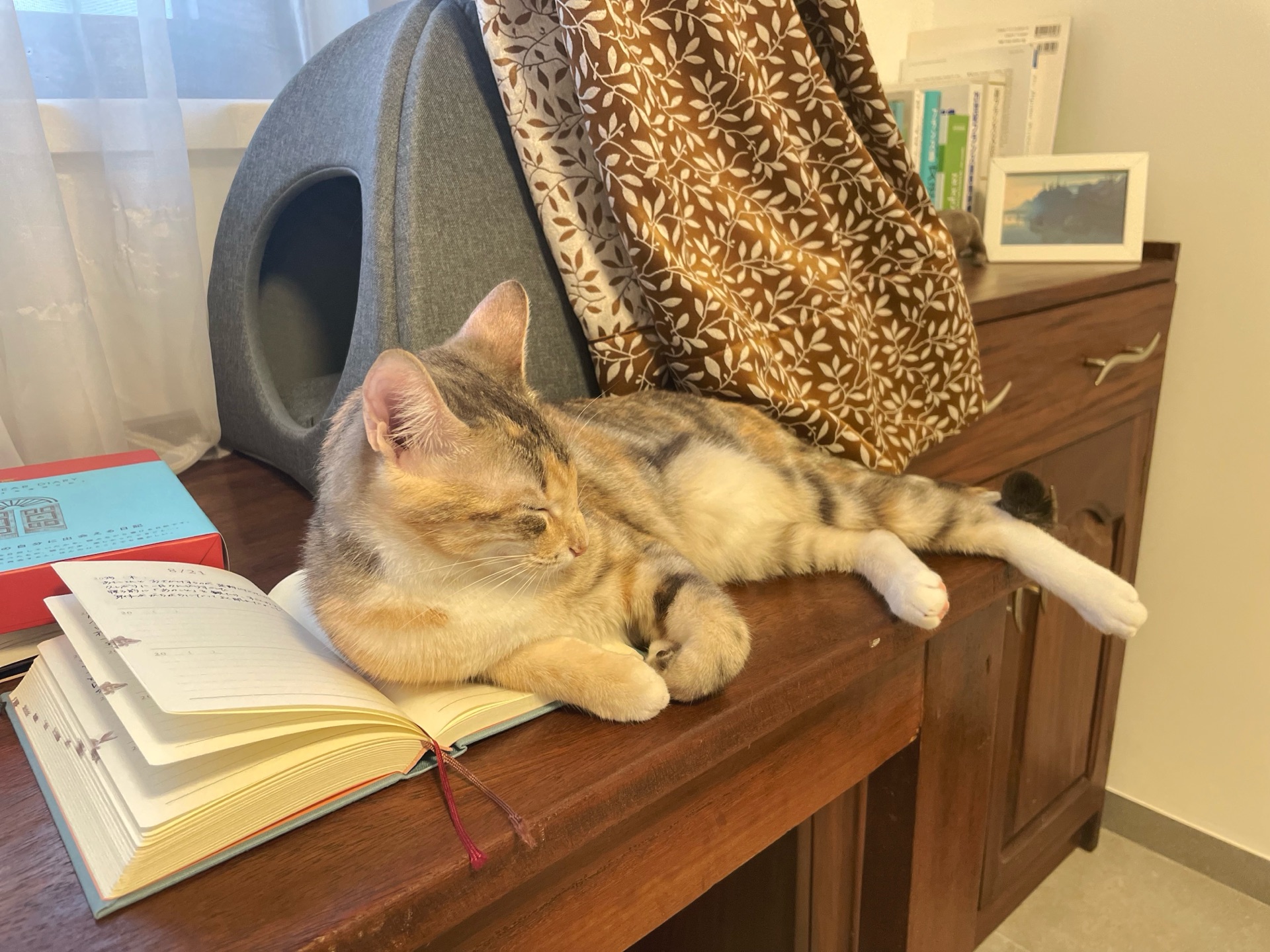猫語の教科書