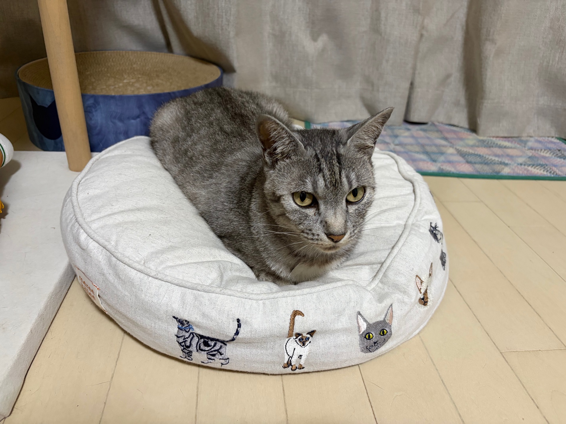 夜は猫といっしょ 6