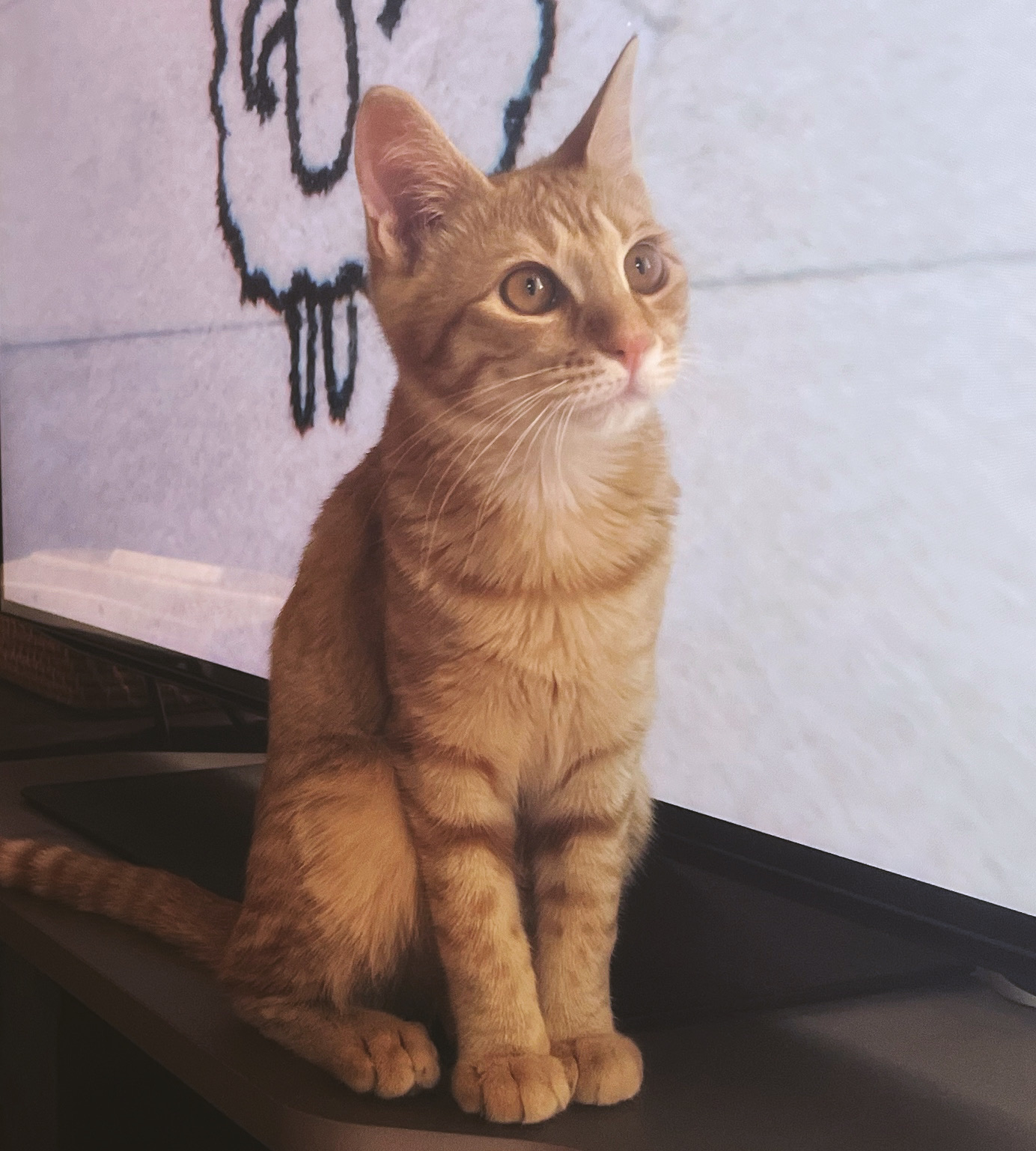 ポテト・スープが大好きな猫