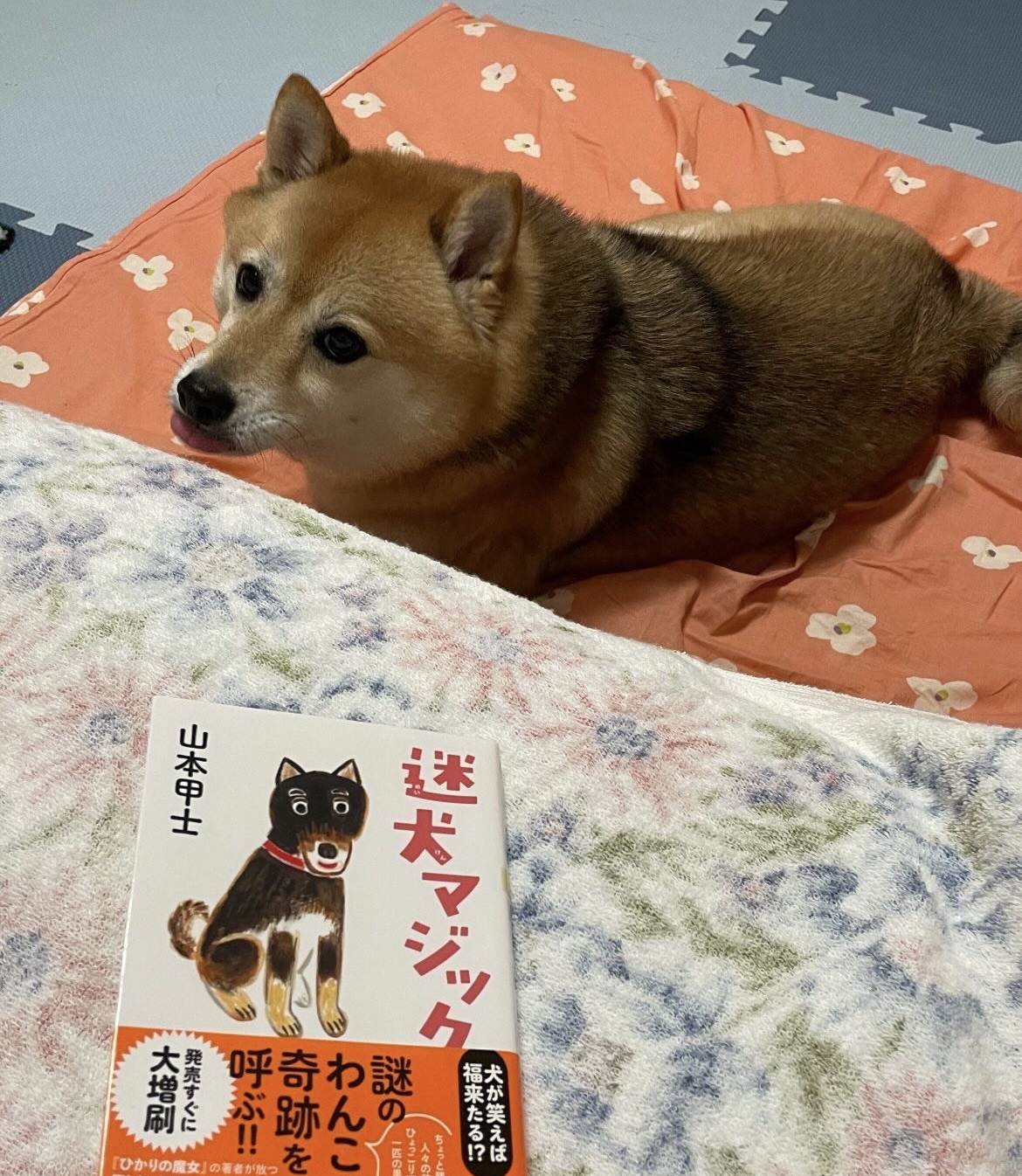 迷犬マジック