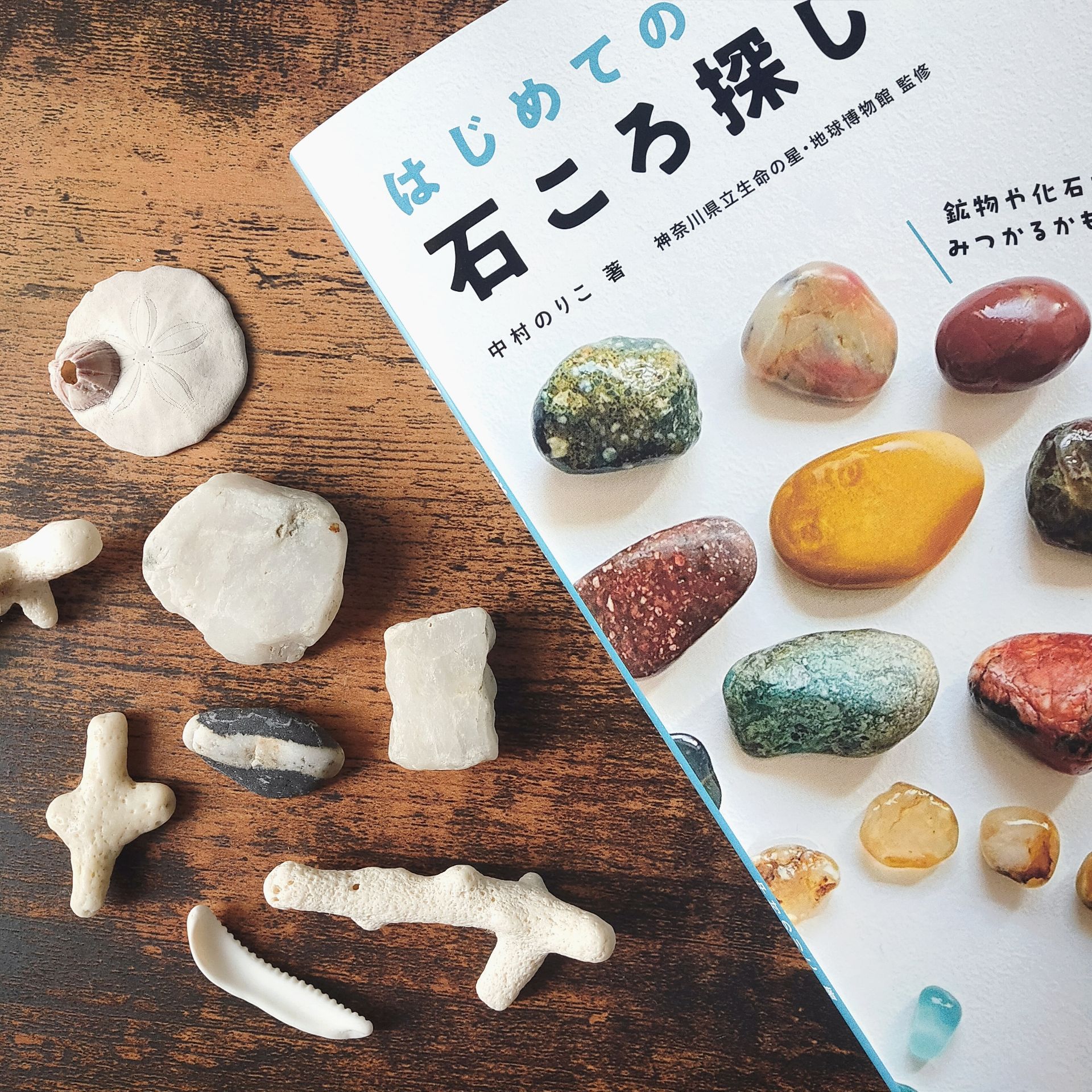 はじめての石ころ探し 子どもと楽しむ関東エリア