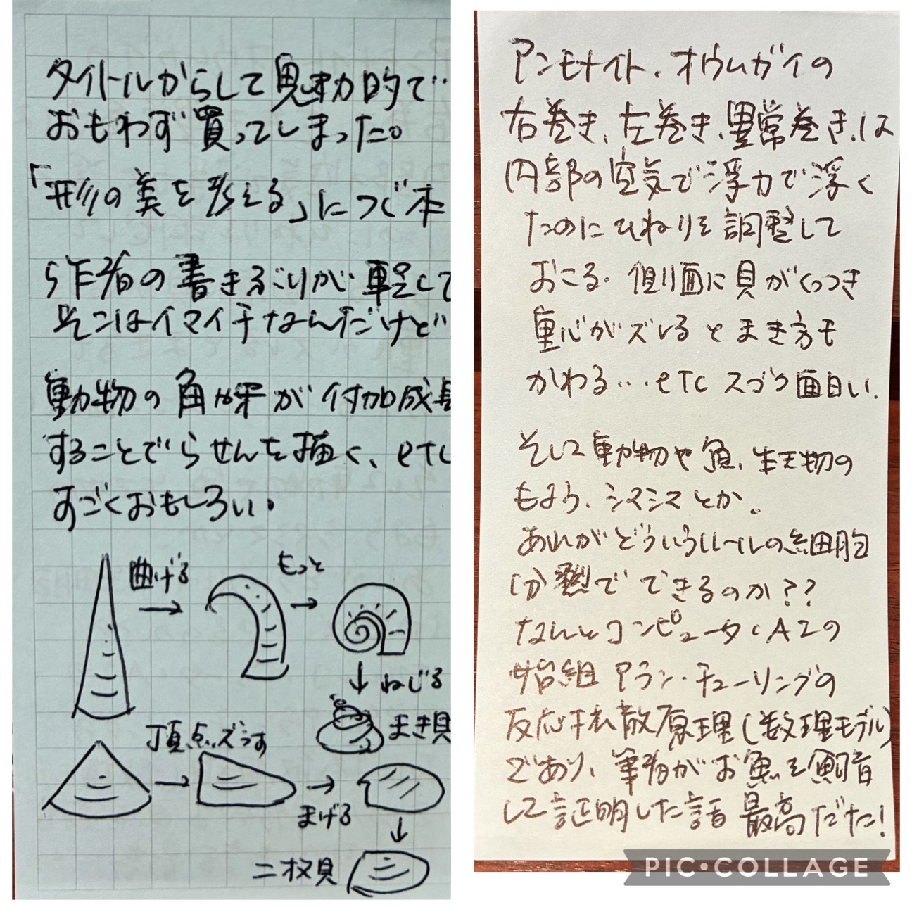波紋と螺旋とフィボナッチ