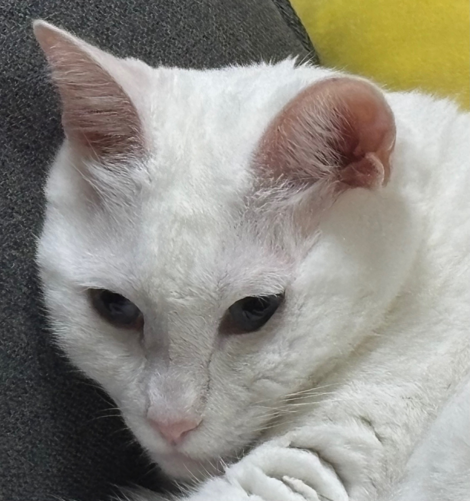 「いる」じゃん