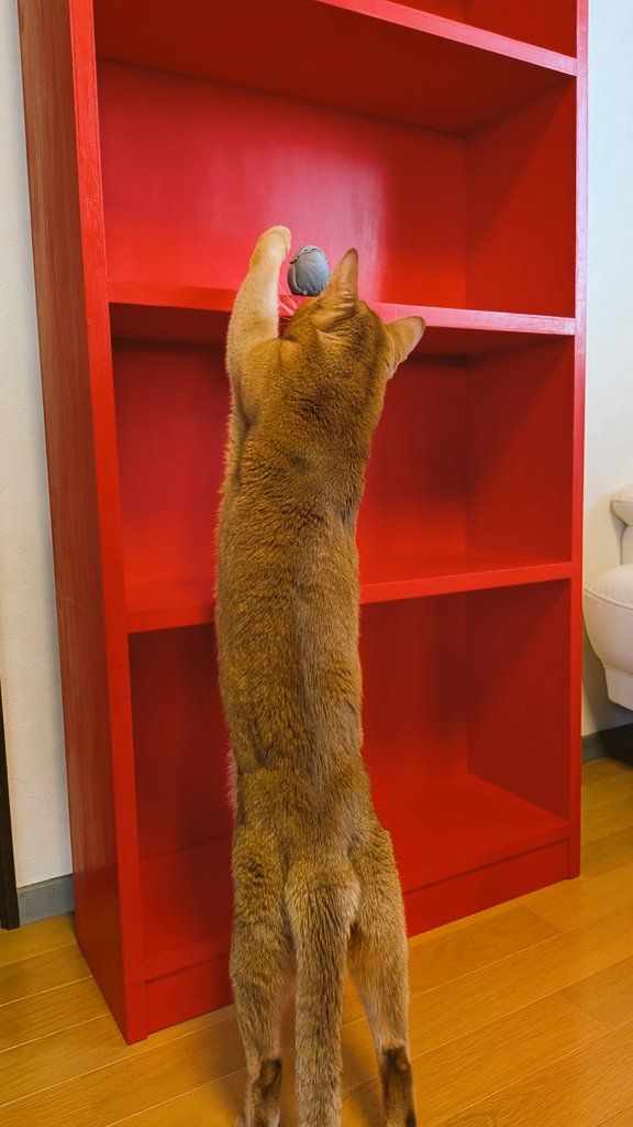 清く正しい本棚の作り方