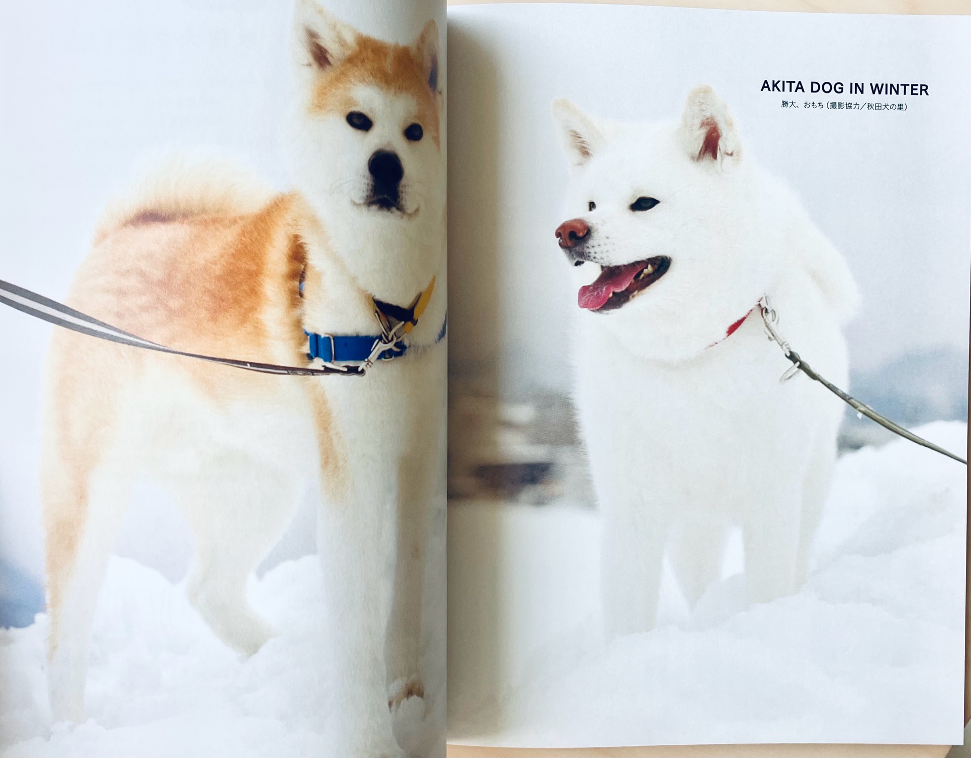 rakra (ラクラ) 別冊 vol.7 「秋田犬と。」