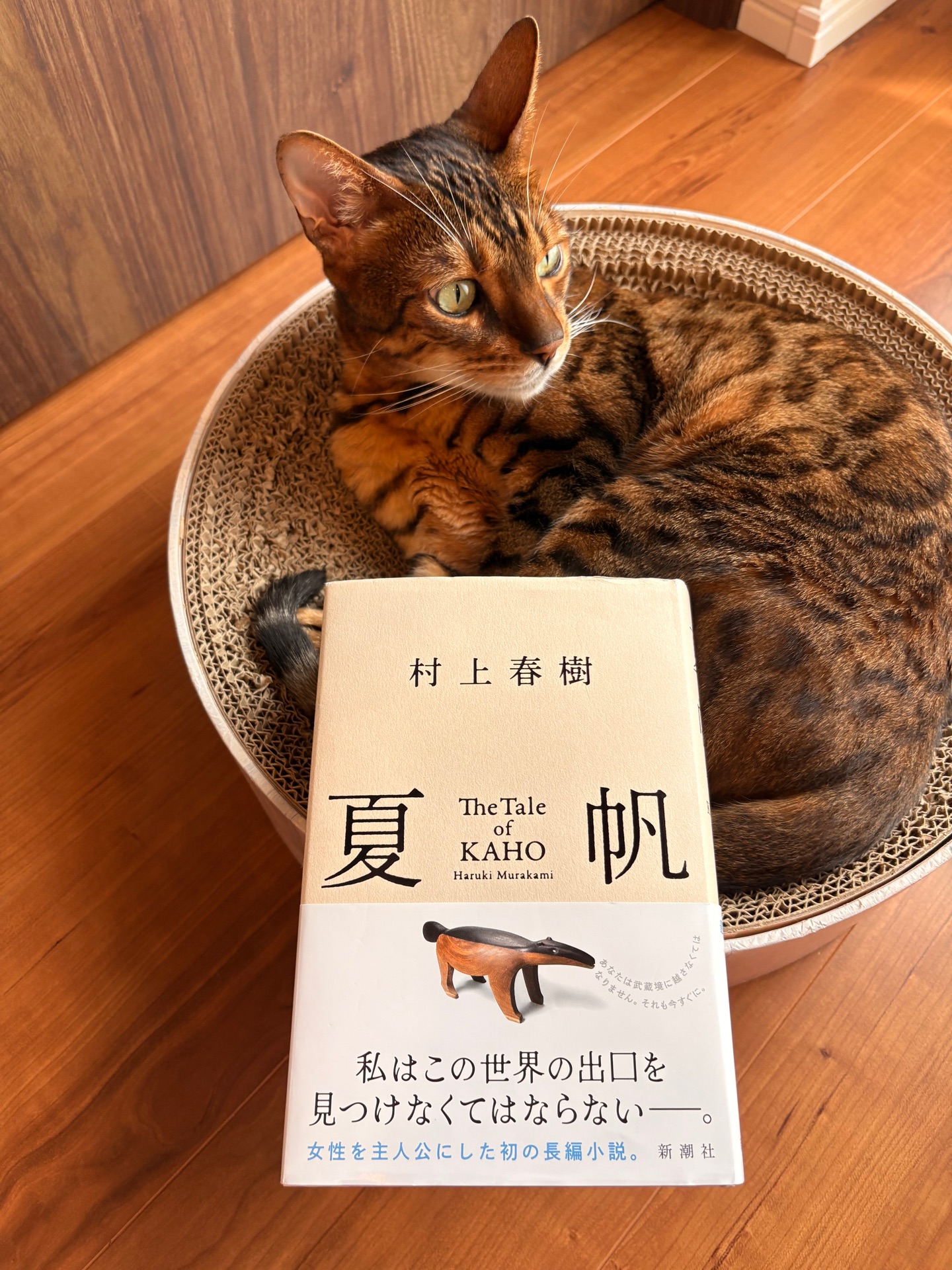 夏帆