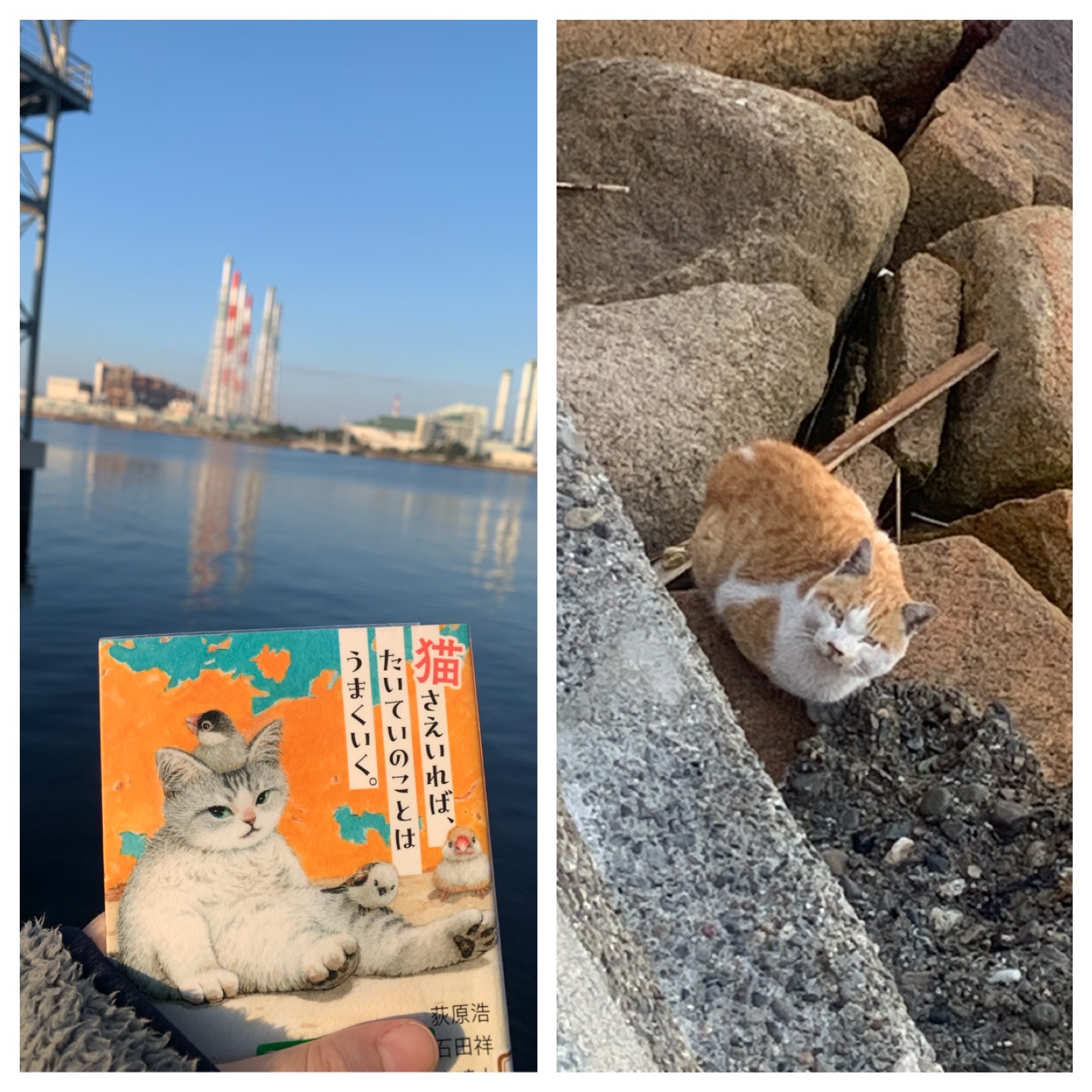 猫さえいれば、 たいていのことはうまくいく。