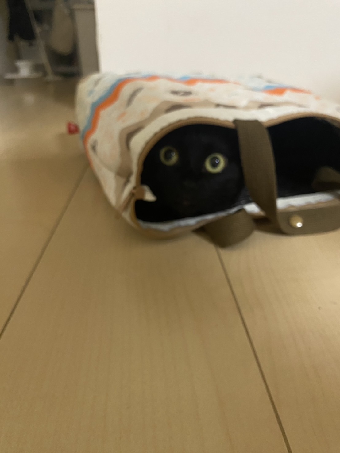 白黒猫のパンチョとガバチョ