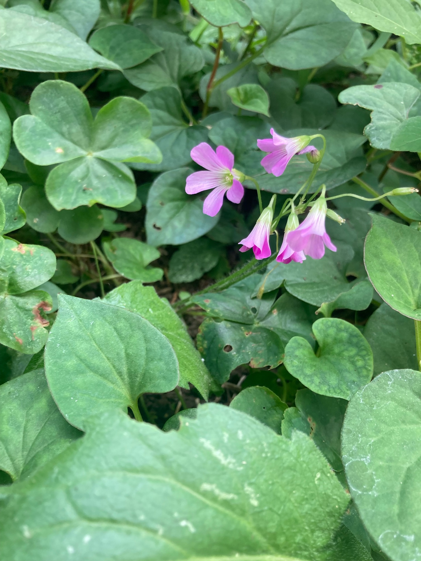 もっと美しき小さな雑草の花図鑑