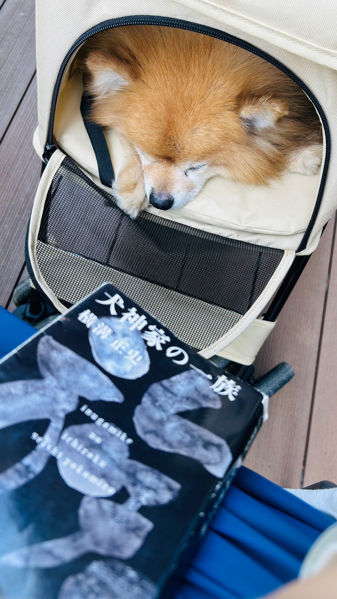 犬神家の一族 金田一耕助ファイル 5