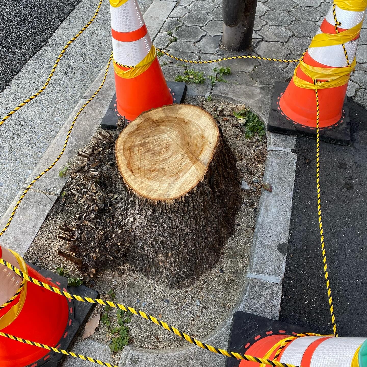 植物は〈知性〉をもっている