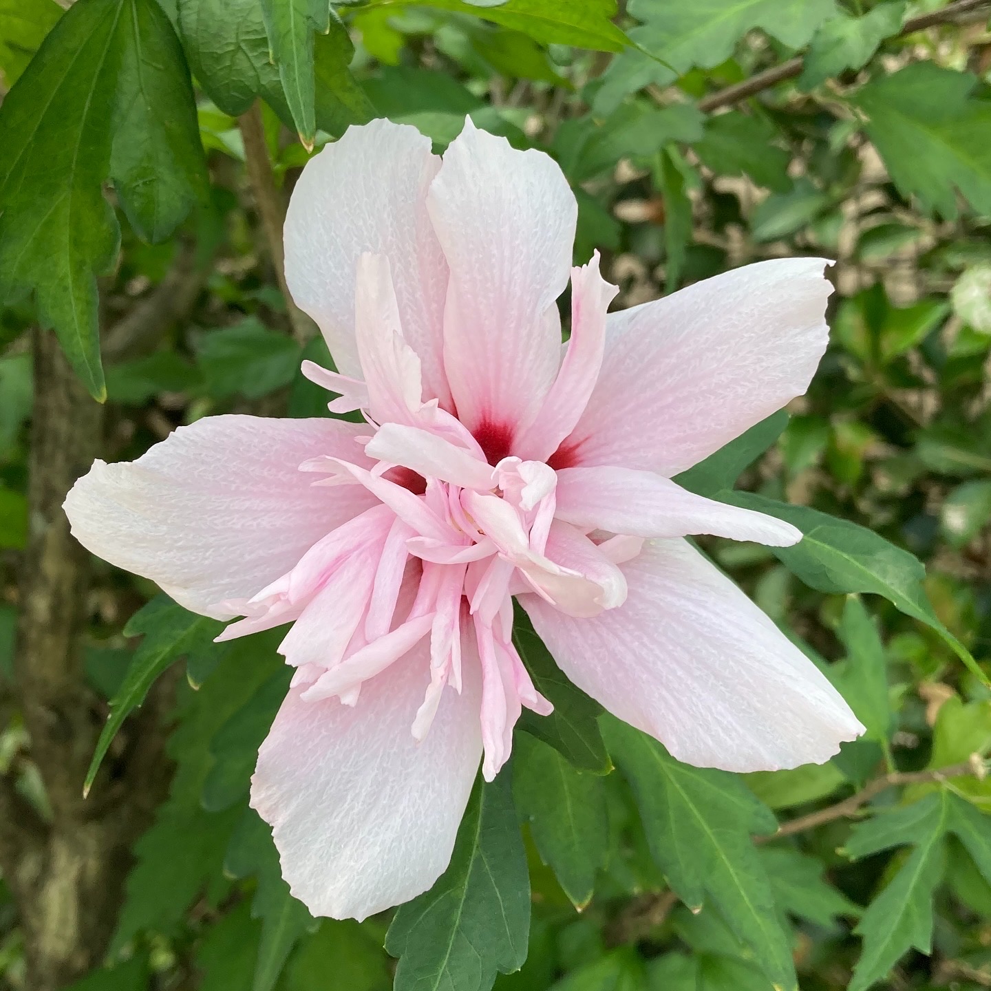 散歩の草花図鑑