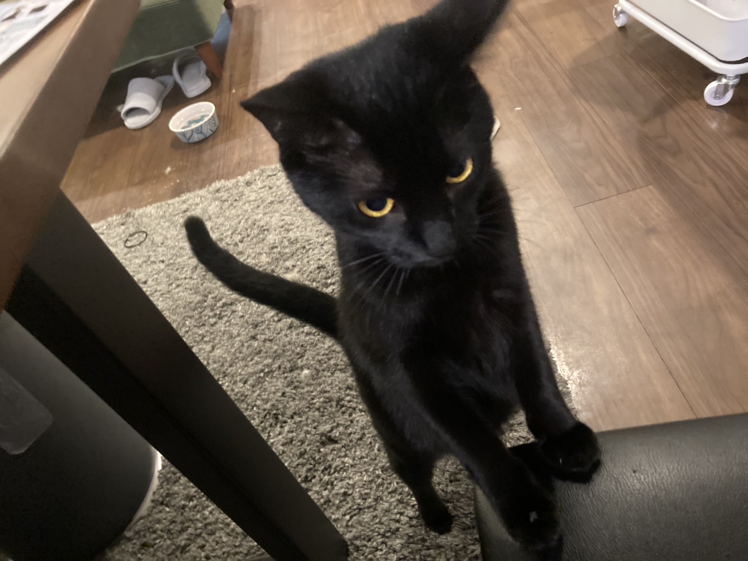 猫を処方いたします。