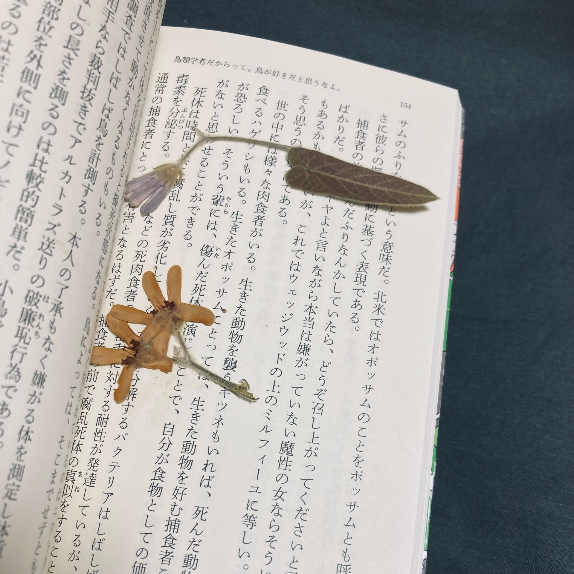 鳥類学者だからって、鳥が好きだと思うなよ。