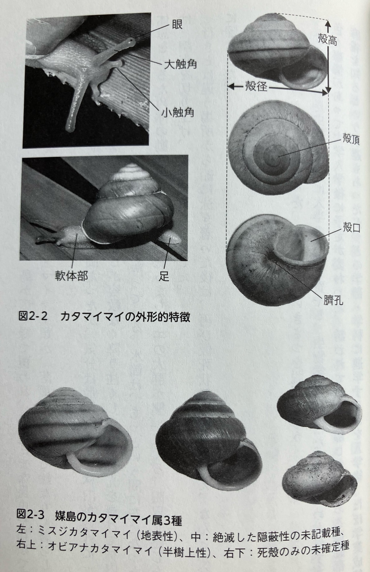 進化という迷宮　隠れた「調律者」を追え