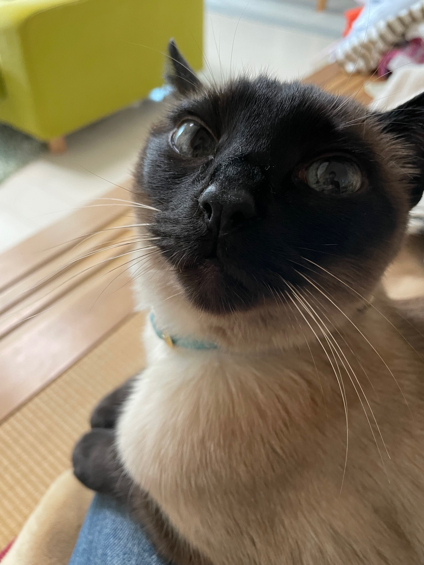 ぼくが猫語を話せるわけ