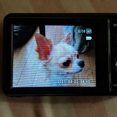 シヌカイヒ