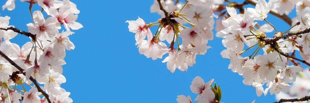 ナノハナカオル