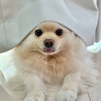 だちょ子