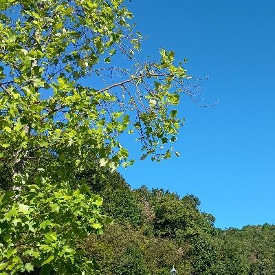 りり