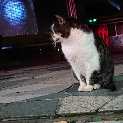 帯に冷める