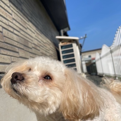 ささ