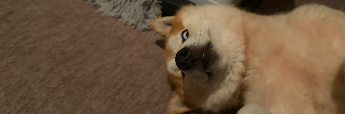 yuchi