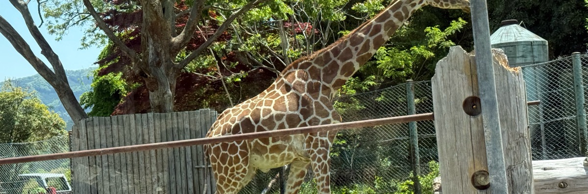 irohas