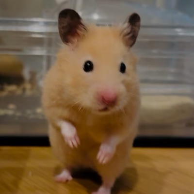 キンクマ