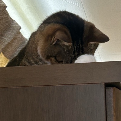 にゃんこ