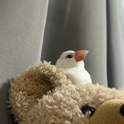 てちゃん！