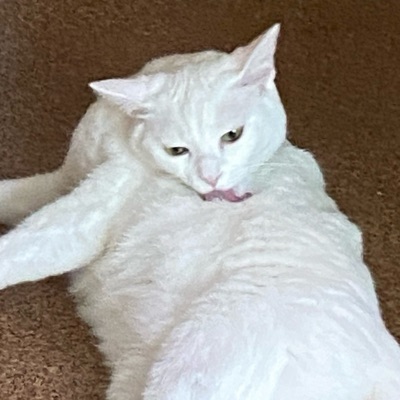 も