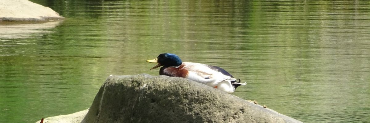 灰の旅