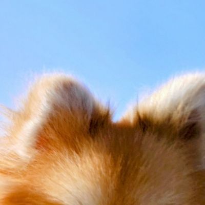 犬の耳