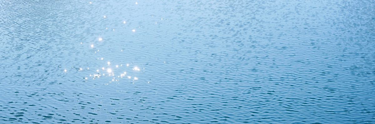 海鶏