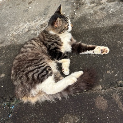 ねこ