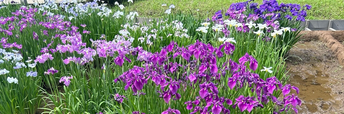 琥珀