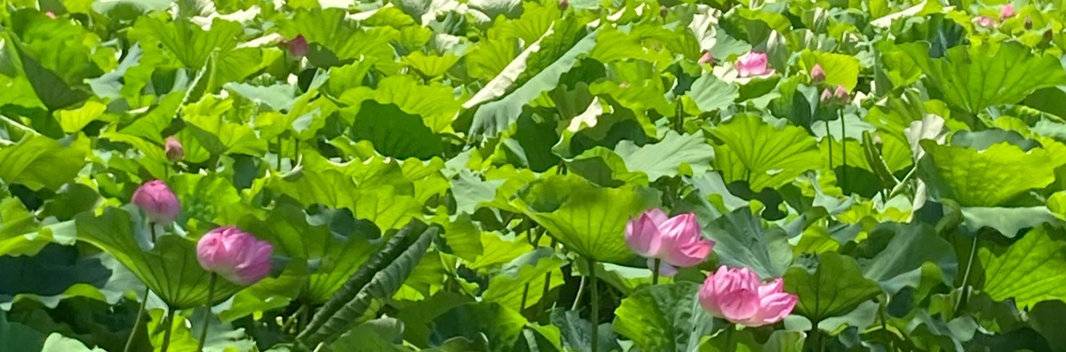 めー