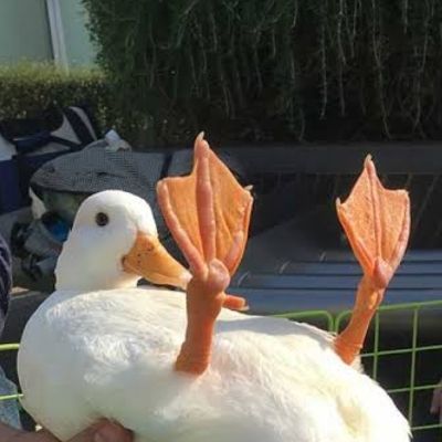 鴨山あひる