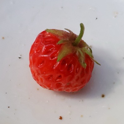 ランタナ