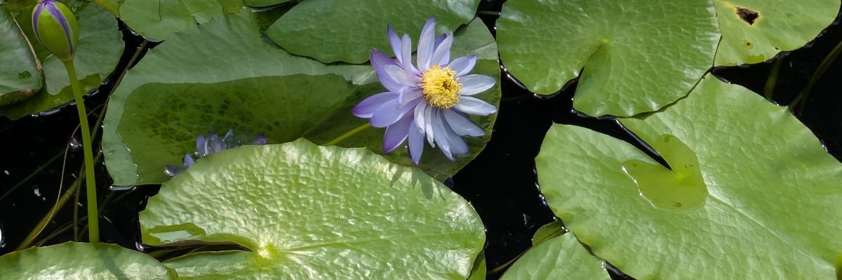さいと