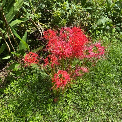 とんとろ